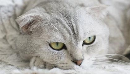 开云体育官网-中国射箭选手新技术应用，精准度提升显著，中国射箭选手新技术应用,精准度提升显著的原因